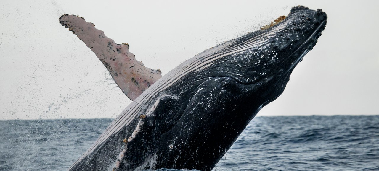Mazatlán abre sus brazos a la Temporada de Avistamiento de Ballenas - Hoteles Palace